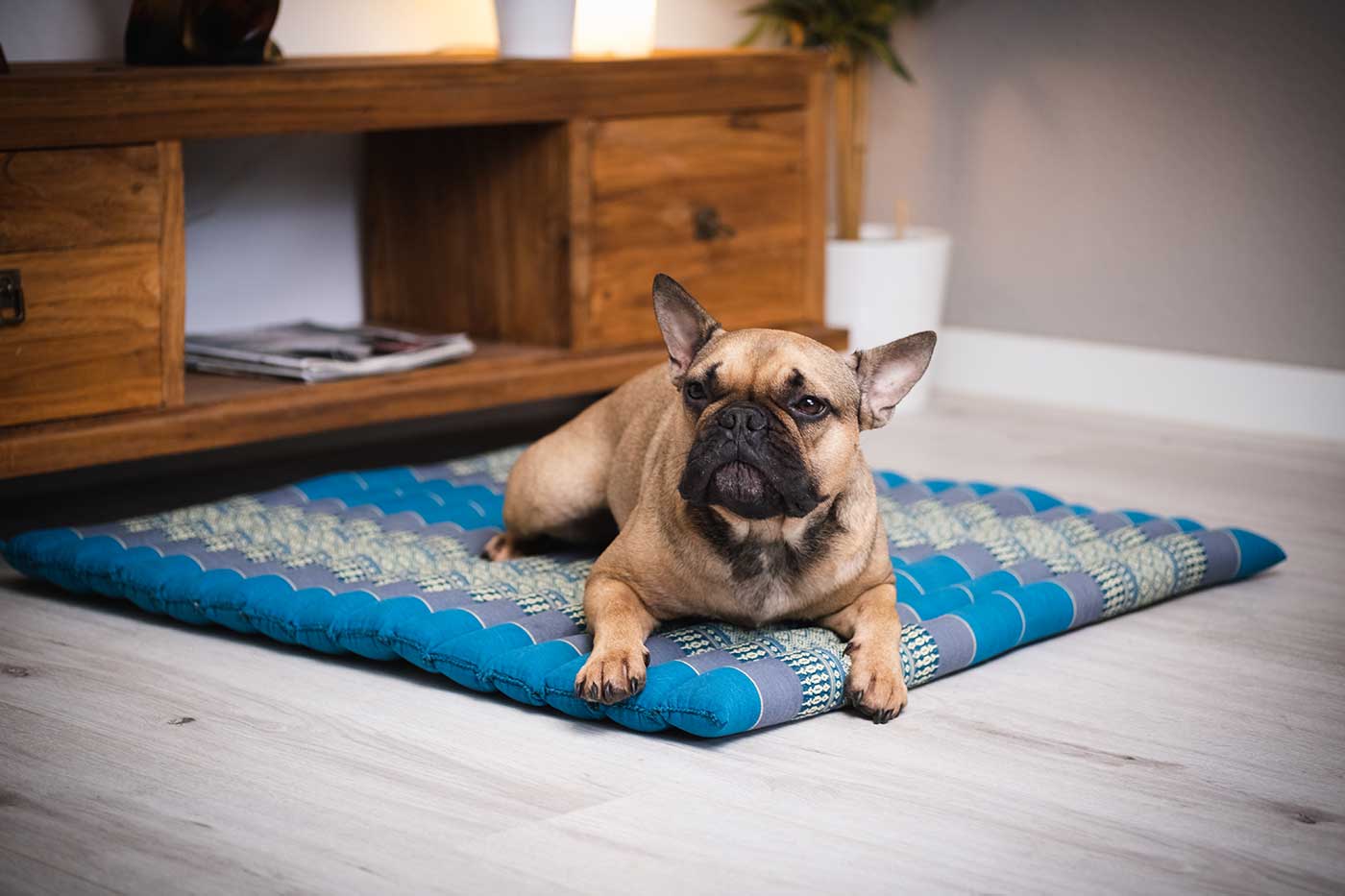 A Heavenly Sleep Paradise for Your Fluffy Companions: The Kapok Comfort Zone for Dogs and Cats