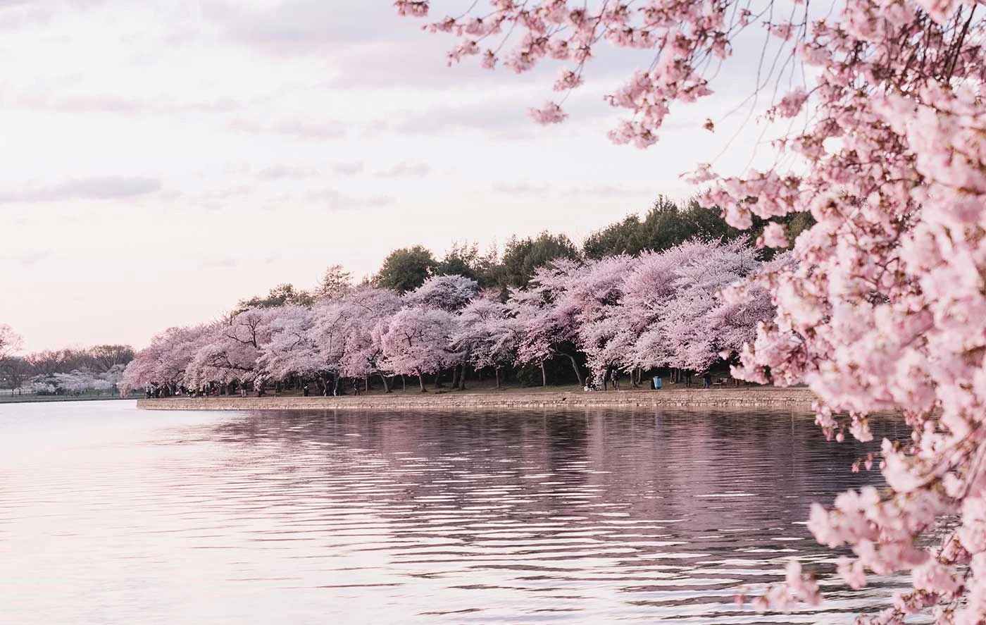 Sakura-Inspired: Bring the Magic of Cherry Blossoms to Your Home