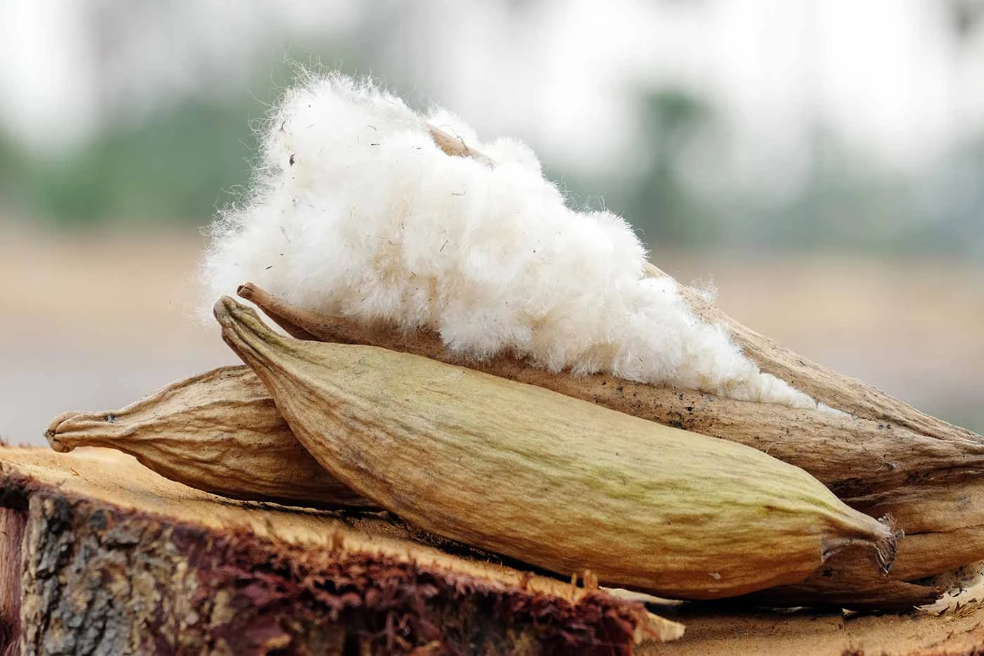 The wonders of the kapok plant and its processing in Thai cushions